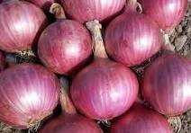 onion ( प्याज ) / Kg - Image 2